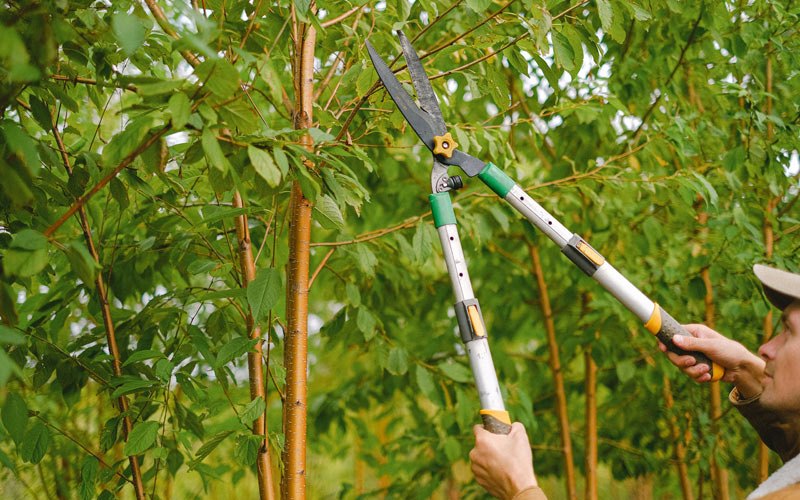 Tree trimming in North Middletown, KY
